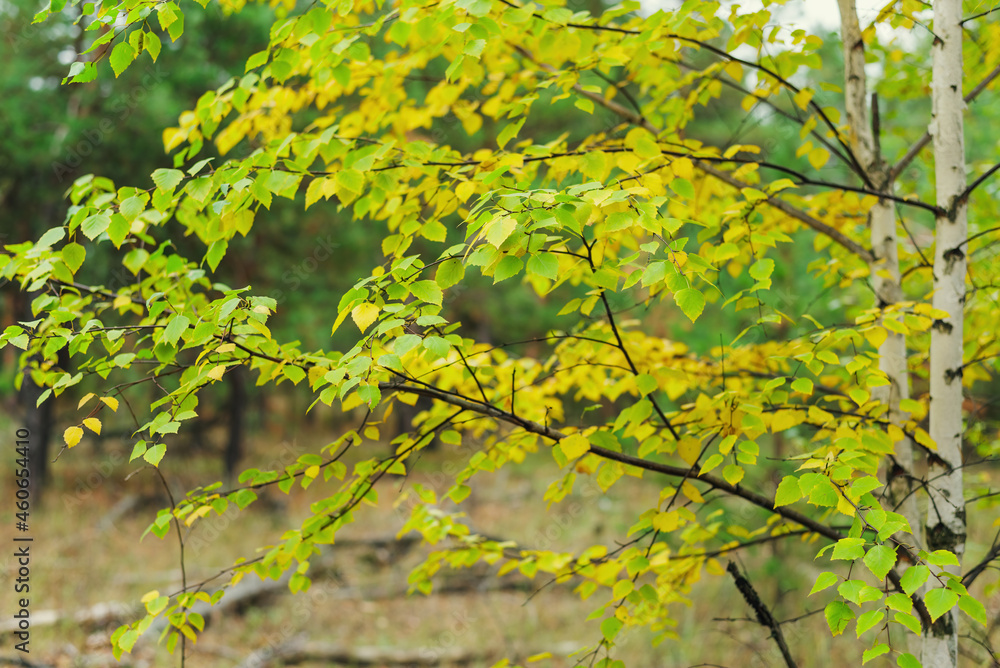 birch leaves on a tree in autumn in the forest birch leaves on a tree in autumn in the forest