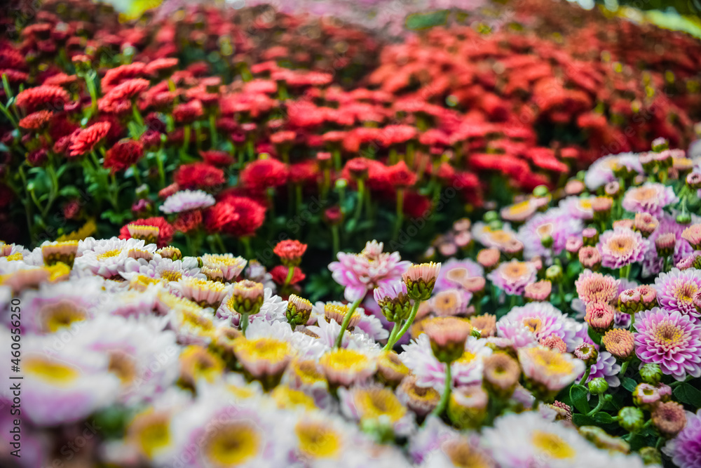 Decoratively planted bushes of chrysanthemums flowers of different colors close-up.