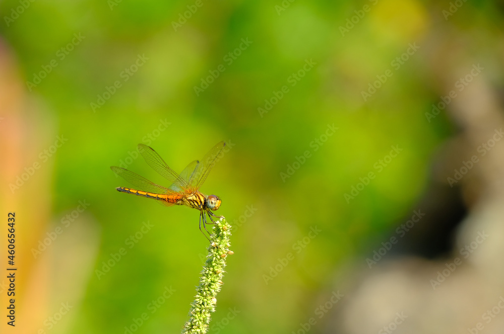 insects in the flower garden insects in the flower garden