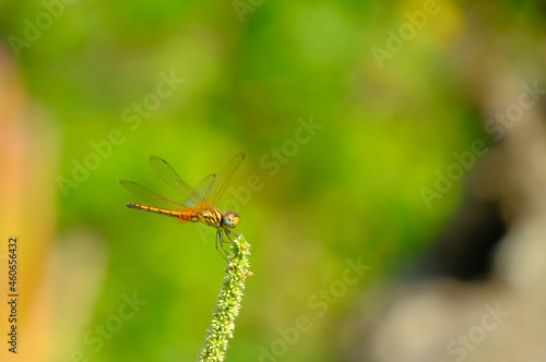 Wallpaper Mural insects in the flower garden Torontodigital.ca