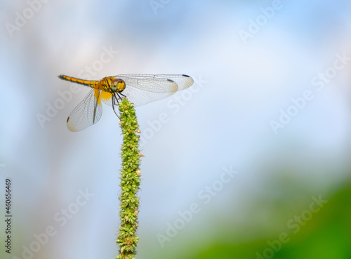 dragonfly in the flower garden
