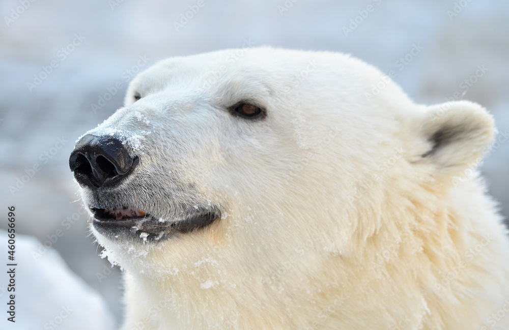 portrait of a polar bear close-up portrait of a polar bear close-up