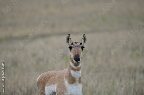 Fotografie, Obraz single doe pronghorn antelope