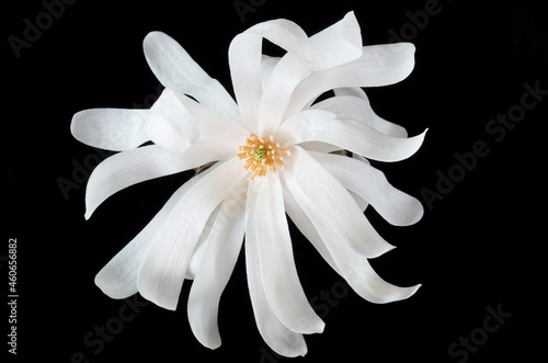magnolia flower isolated against black