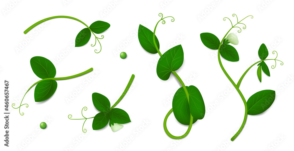 Five green pea sprigs with leaves and flowers isolated on white background. Realistic vector illustration. Top view.
