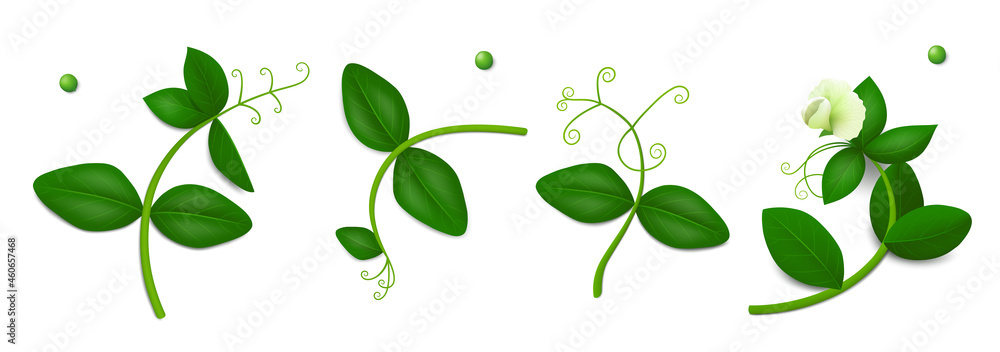 Fototapeta premium Four green pea sprigs with leaves and flower isolated on white background. Realistic vector illustration. Top view.