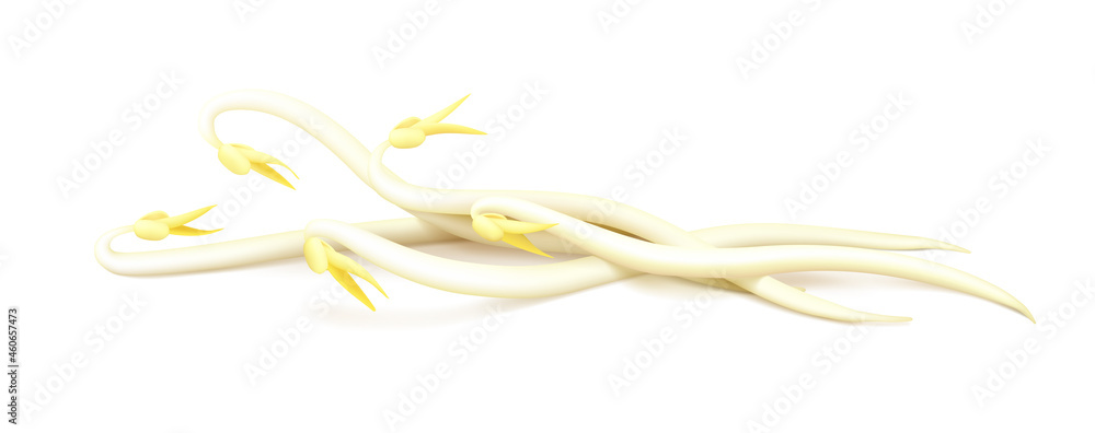 Five long mung bean sprouts with yellow leaves isolated on white background. Side view. Realistic vector illustration. Five long mung bean sprouts with yellow leaves isolated on white background. Side view. Realistic vector illustration.