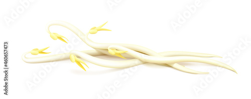 Five long mung bean sprouts with yellow leaves isolated on white background. Side view. Realistic vector illustration.
