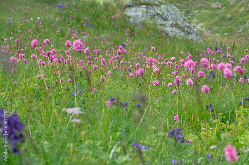Blooming motley grass of alpine meadows with a predominance of Serpent grass (Bistorta carnea) and Monkshood (Aconitum napellus)). North Caucasus, Elbrus region photo