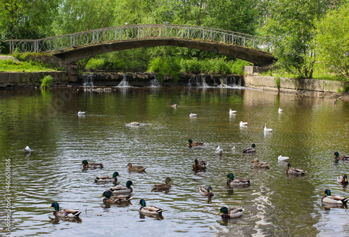 Duck pond in the forest park
