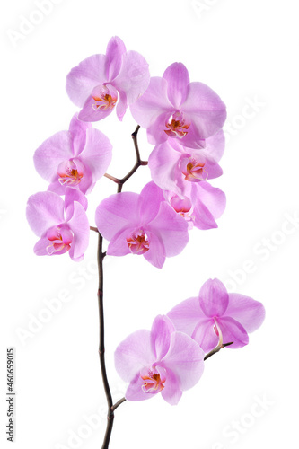 Beautiful luxury purple orchid flower isolated on white background.