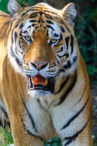 Hungriger Tiger im Zoo