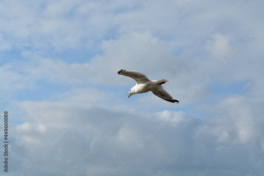 Seagull looking for fish. Clouds in the background.
