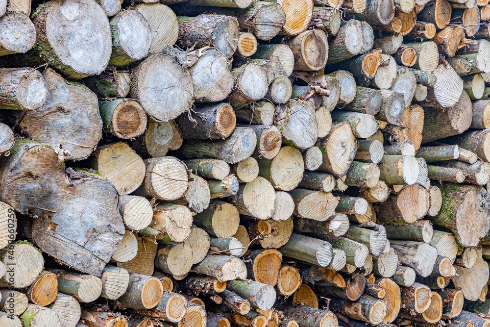 Raw wood stacked in the forest, afforestation or controlled deforestation. Pile of wooden logs. Wood texture background Raw wood stacked in the forest, afforestation or controlled deforestation. Pile of wooden logs. Wood texture background