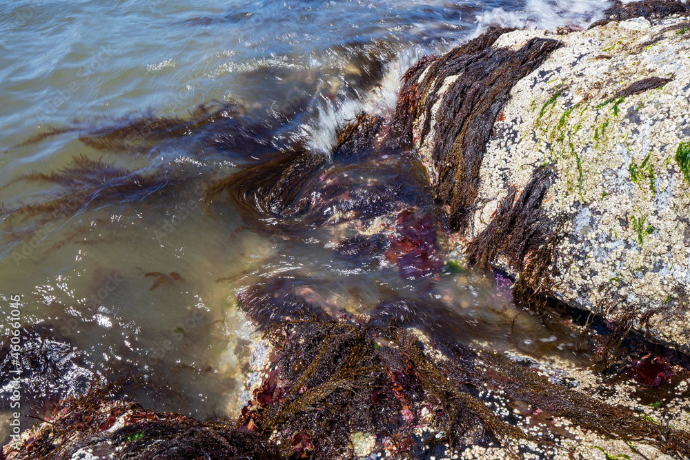 Seaweed growing on the rock in Washington during summer. Seaweed growing on the rock in Washington during summer.