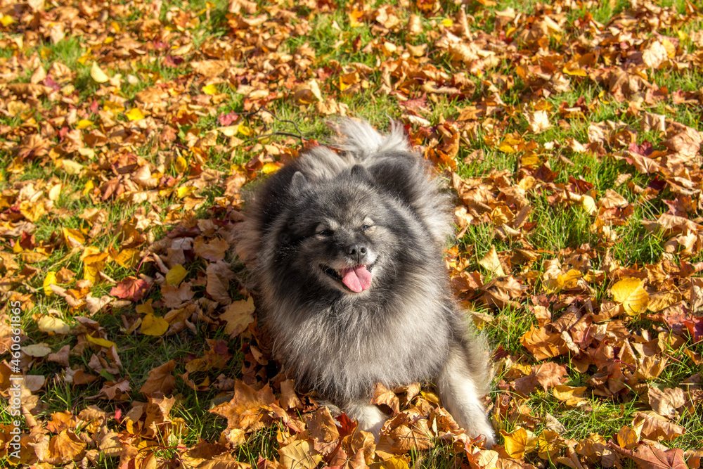 Smiling Keeshond lies on bright yellow maple foliage under sunlight Smiling Keeshond lies on bright yellow maple foliage under sunlight