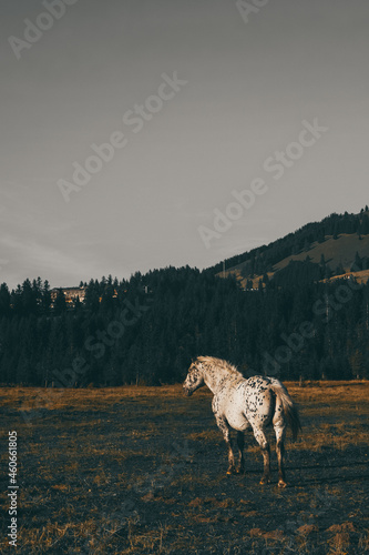 Awesome and beautiful horses on the farm. Horse portrait in the mountains in Austria.