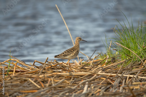 Ruff (Philomachus pugnax, female) on the edge of the terrestrialization mire. Spring migration period, when females fly separately from males photo