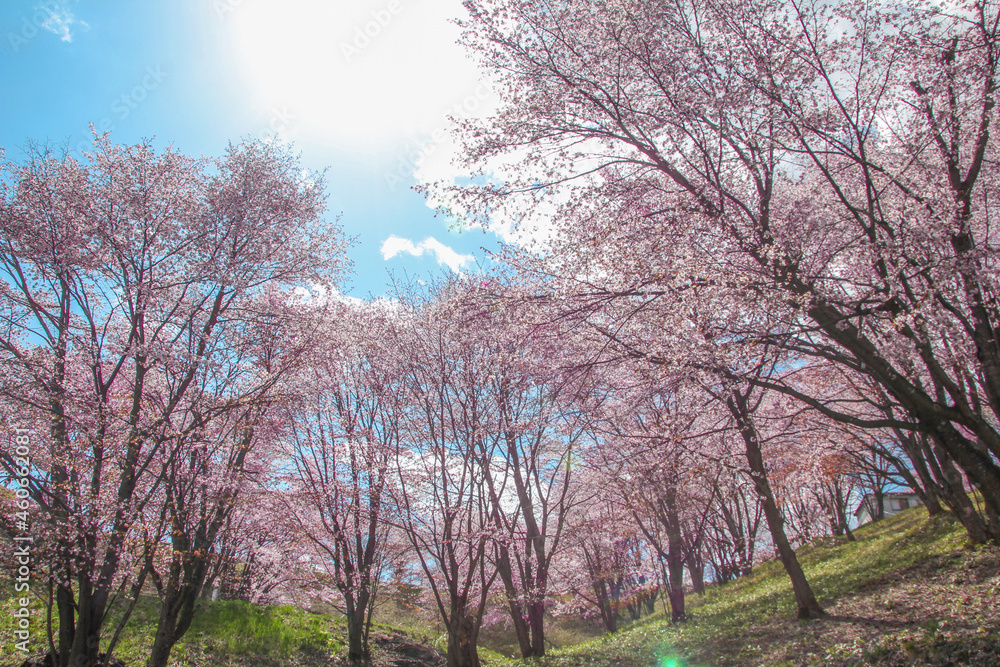 きれいな桜に囲まれた景色 きれいな桜に囲まれた景色