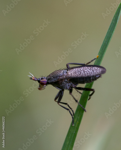 black tiny insect on grass