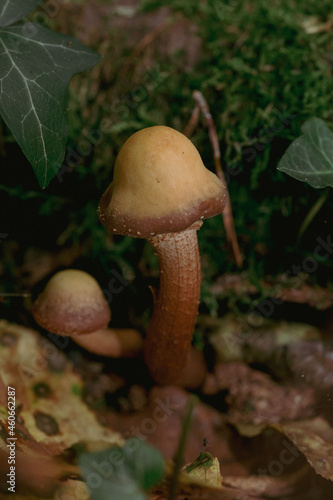 brown mushroom on forest floor fairy mood