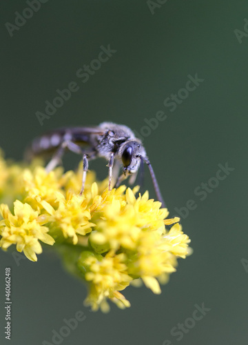 Tiny bee on yellow flower
