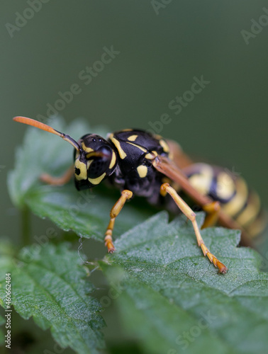 wasp macro face