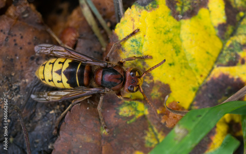 hornet closeup on yellow leaf