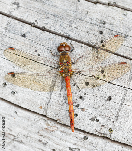 Red heath dragonfly on beech 