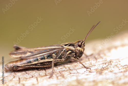 Grasshopper macro in the sunlight