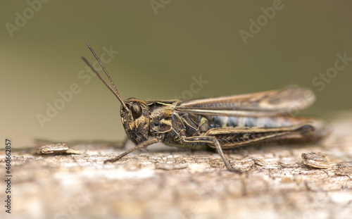 Grasshoper on wood in sunshine