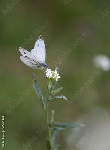 white butterfly on white flower with green background