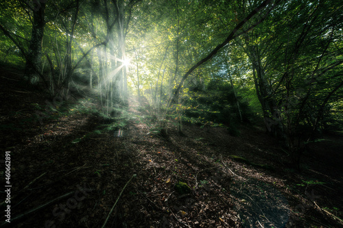 ambient Light through the trees in the autumn forest   soft focus 