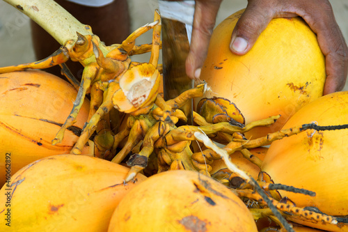 Vegetables and fruits from Sri Lanka markets: coconut nuts and the merchant's hand photo