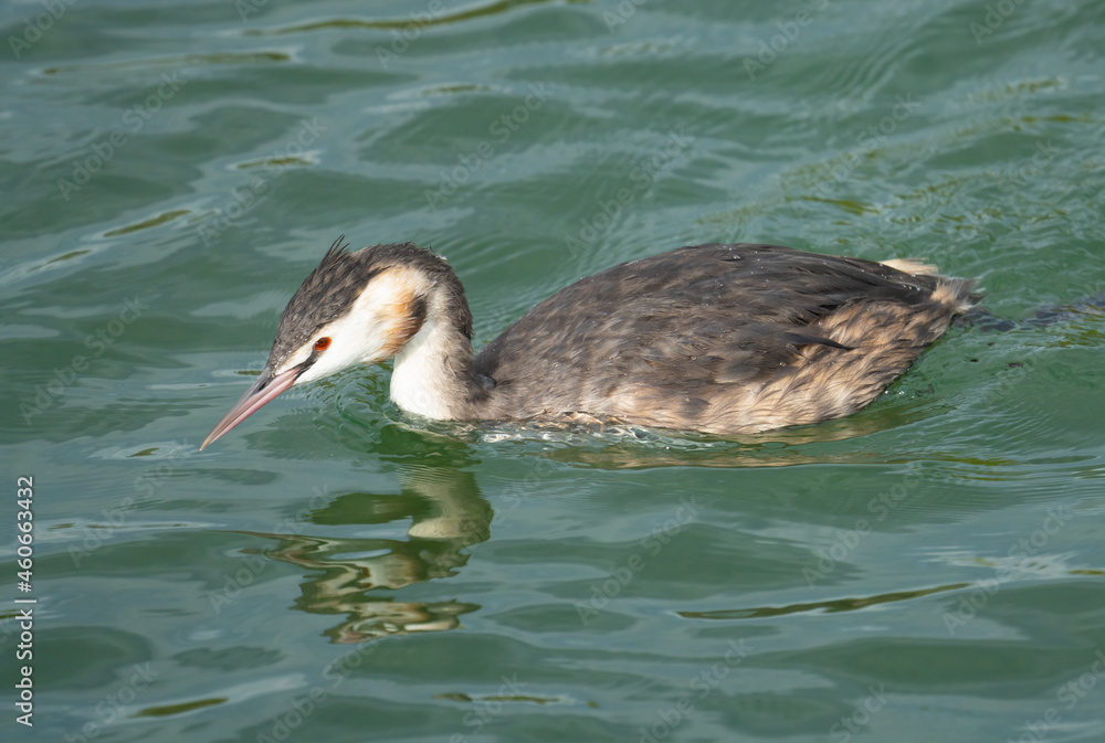 Fototapeta premium Crested grebe on the waters of the Upper Zurich Lake (Obersee) between Hurden (Schwyz) and Rapperswil (Sankt Gallen), Switzerland