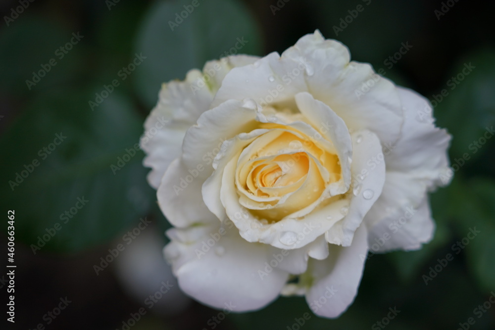 yellow rose closeup yellow rose closeup