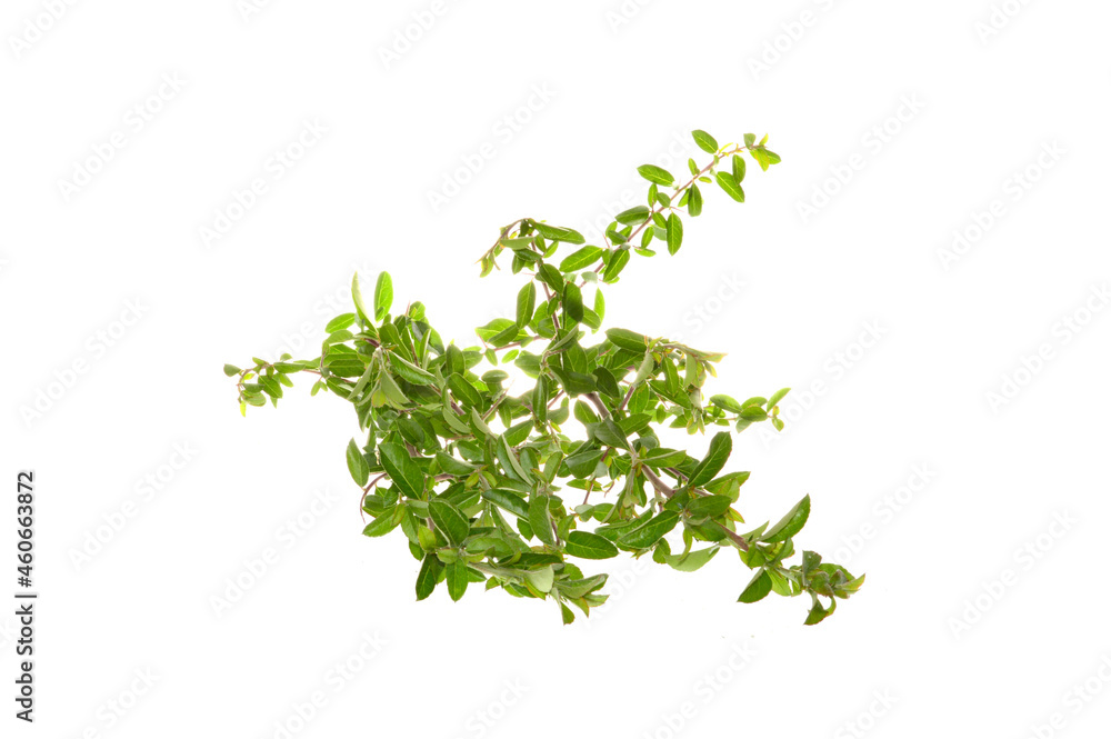 bush branch isolated on white background bush branch isolated on white background