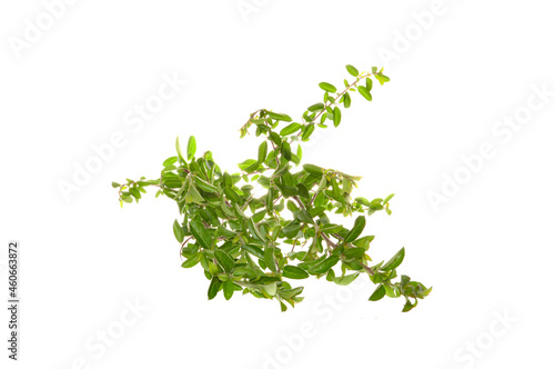 bush branch isolated on white background