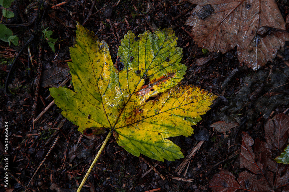 single autumn leaf on forest floor single autumn leaf on forest floor