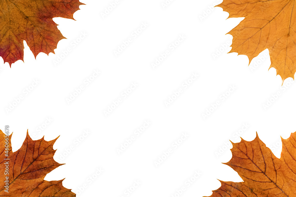 maple yellow autumn leaves isolated on white background, autumn design for lettering or logo maple yellow autumn leaves isolated on white background, autumn design for lettering or logo