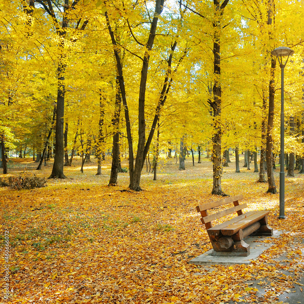 Autumn park with yellow leaves, and a wooden bench . Autumn park with yellow leaves, and a wooden bench .