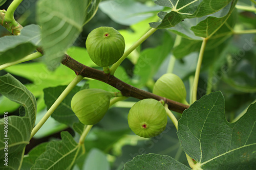 Fig, fig fruit, fig tree, Fruit photo