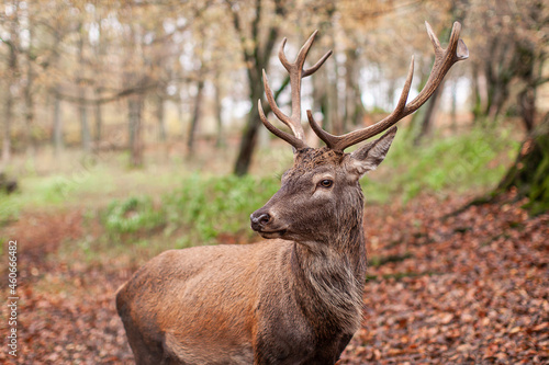 Rothirsch (Cervus elaphus) Portrait im Mischwald