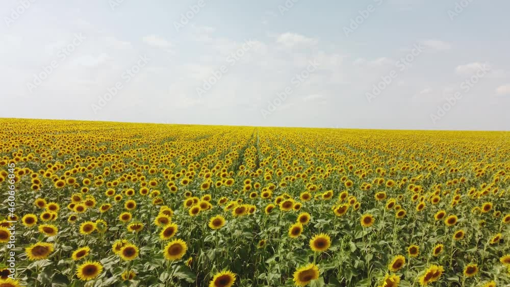 Top view of a field with a sunflower. video from a drone Top view of a field with a sunflower. video from a drone