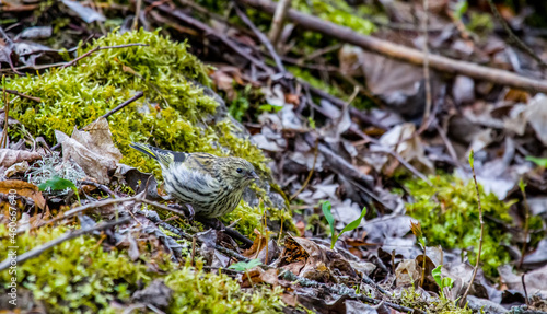 The Eurasian siskin (Spinus spinus) feeds in the undergrowth, on the spring edge of the boreal forest photo