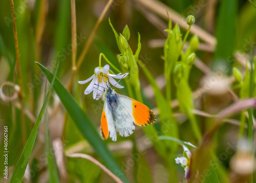 Orange-tip White (Anthocharis cardamines, male) butterfly feeds on nectar on Wood stitchwort (Stellaria nemorum). May, Finnish Gulf, Baltic Sea photo