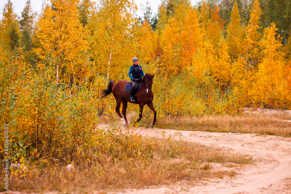 a galloping rider on a red horse on the background of an autumn landscape