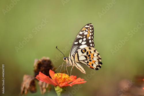 butterfly on flower © ardi