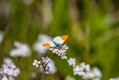 фотографія Orange-tip White (Anthocharis cardamines, male) butterfly feeds on nectar on consonant caterpillar forage plant Cardamin (Lady-smock, Cardamine pratensis)