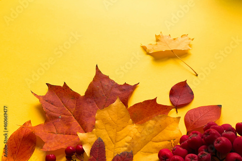 Autumn border banner with natural dried leaves and red berries on bright background, top view, copy space. Autumn, thanksgiving day web banner background, cozy flat lay. Lay out, top view. 